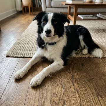 An everyday photo of the dog