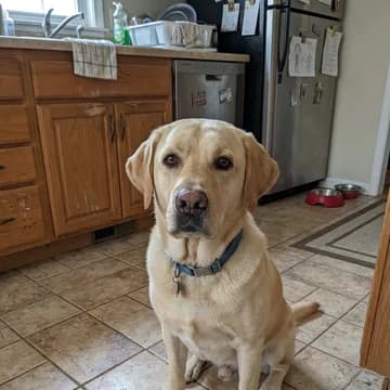 An everyday photo of the dog